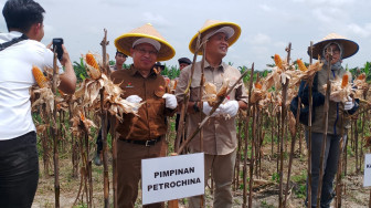 Bersama Gubernur, Kapolda, Danrem dan Bupati Tanjabtim, SKK Migas—PetroChina Hadiri Panen Raya Jagung Serentak Kuartal III 2025